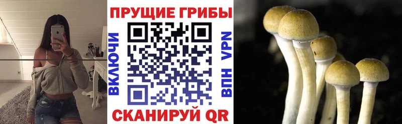 Псилоцибиновые грибы Psilocybine cubensis  сайты даркнета клад  Дедовск 